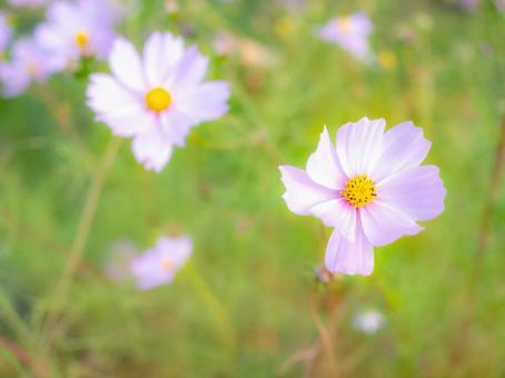 ほんわりとしたコスモス コスモス,秋,背景の写真素材