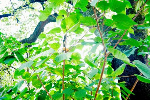 桜の木 葉,緑,桜の写真素材