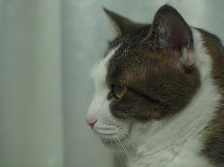 窓際で遠くを見つめる猫の横顔 猫,ねこ,ペットの写真素材