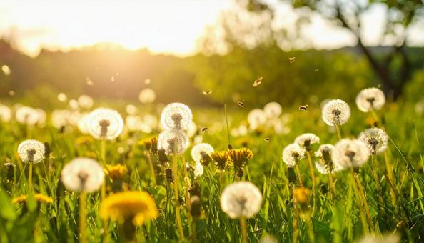 草原に揺れるたんぽぽの綿毛 春のイメージ 草原に揺れるたんぽぽの綿毛 春のイメージの写真