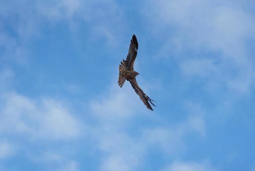 A black kite making a sharp turn in the sky, JPG A black kite making a sharp turn in the sky, JPG