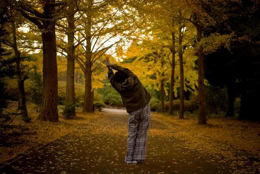 ＜素材＞朝のイチョウ並木で体操をする女性 女性,紅葉,イチョウの写真素材