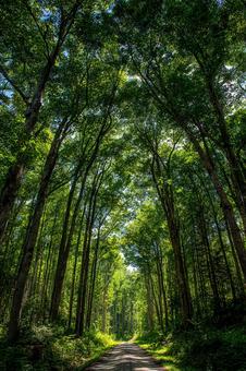光が差し込む深い緑の森林風景の写真