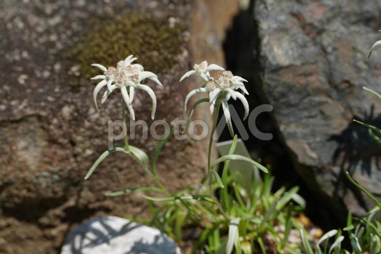 シセンウスユキソウの花 シセンウスユキソウ,ウスユキソウ,薄雪草の写真素材