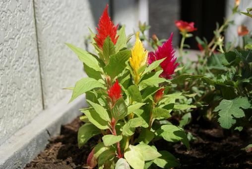 ケイトウの花 ケイトウの花 ケイトウ,鶏頭,cockscombの写真素材
