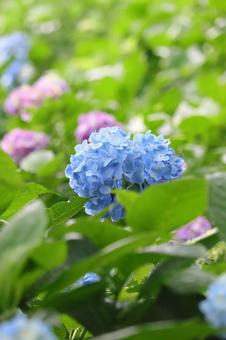 Hydrangea after the rain, JPG