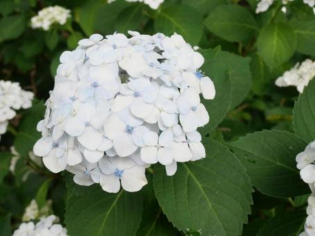 白あじさい 白あじさい あじさい,白,花の写真素材
