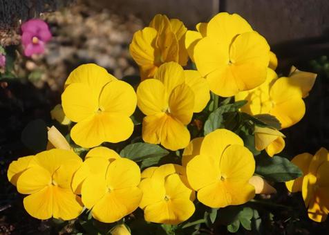 笑顔 ヴィオラ,花,flowerの写真素材