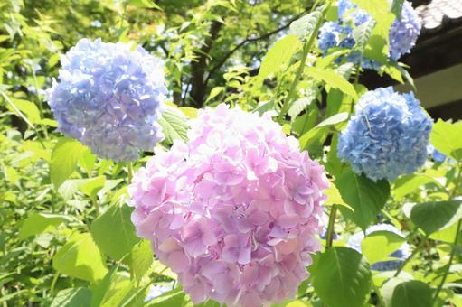 Hydrangea, JPG