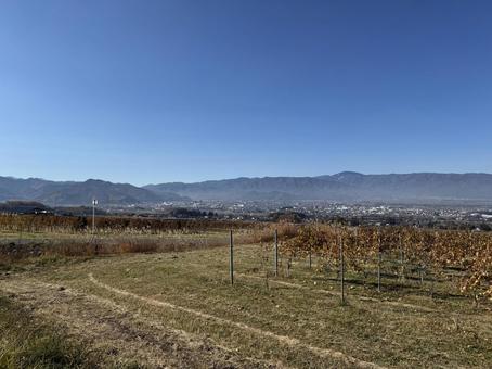 晩秋のワイン用ぶどう畑と塩尻市 空,ワイン用ぶどう,青空の写真素材