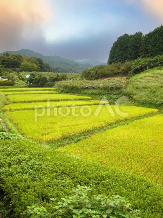 日本の田んぼ風景 田んぼ,空,日本の写真素材