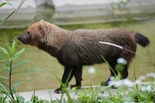 ヤブイヌ(ヒロマル) ヤブイヌ(ヒロマル) ヤブイヌ,ヒロマル,東山動植物園の写真素材
