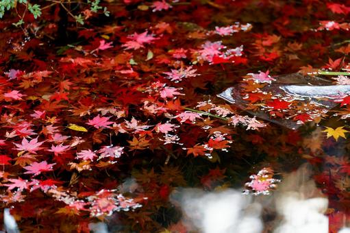 池のモミジ 池のモミジの写真