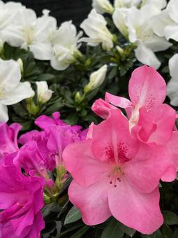 アゼレア アゼレア,花,植木の写真素材