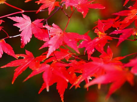 紅葉（岩櫃山） 紅葉,もみじ,秋の写真素材