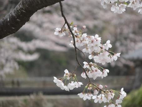 桜の花びら 春 桜の花びら 春の写真