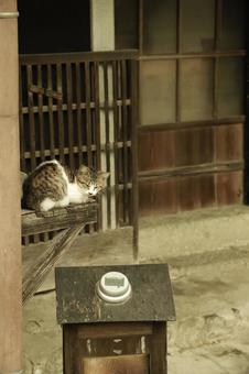 セピア色の猫がいる景観 セピア色の猫がいる景観 猫,セピア,レトロの写真素材