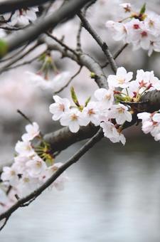 川の水面と桜の枝の写真