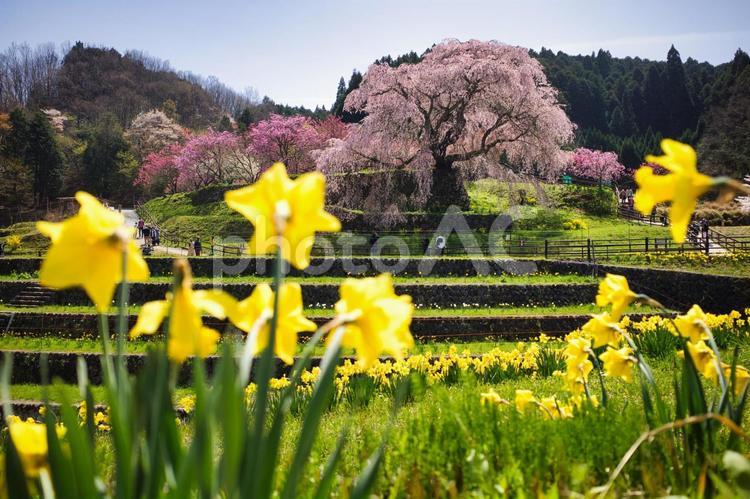 又兵衛桜（奈良県宇陀市） 桜,春,又兵衛桜の写真素材