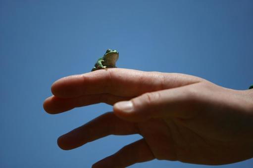 カエル カエル かえる,手,青空の写真素材