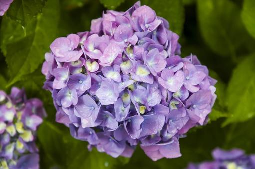 Hydrangea, JPG Hydrangea, JPG