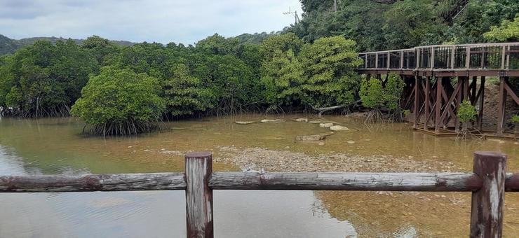 マングローブ林 マングローブ,東村ふれあいヒルギ公園,沖縄の写真素材