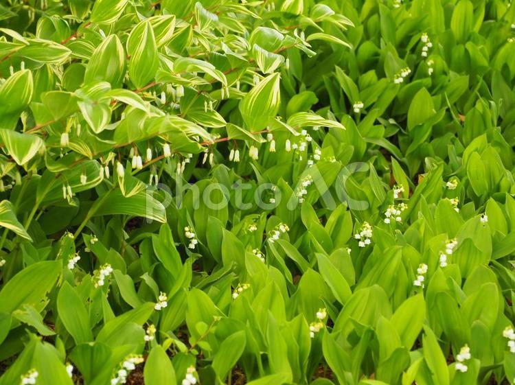 スズランとアマドコロ　５月の花 スズラン,すずらん,アマドコロの写真素材