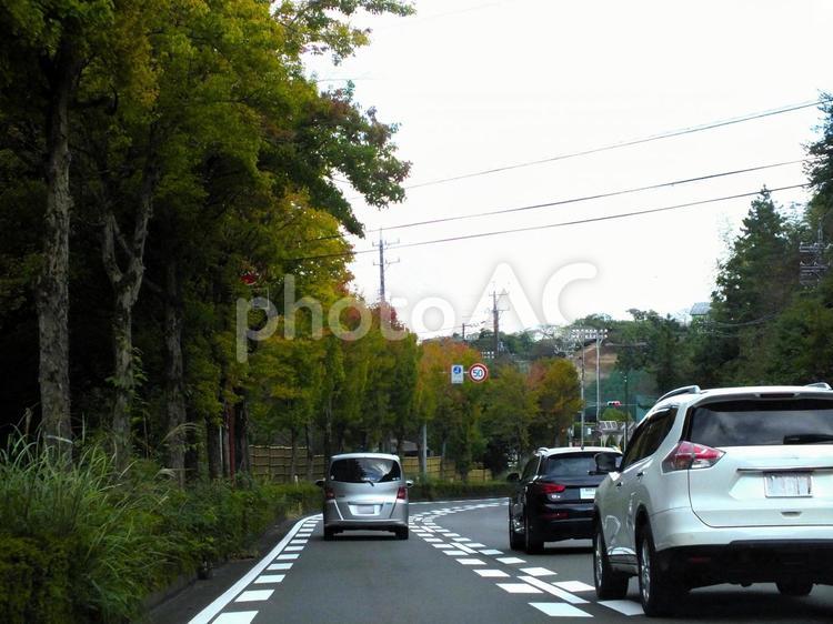 ずっと長く続く街路樹の季節は、秋 街路樹,道路,坂の写真素材