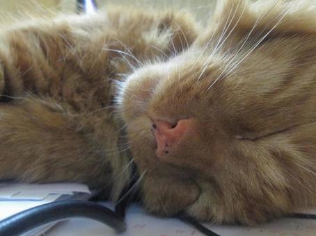 すやすや眠るトルコの猫 すやすや眠るトルコの猫の写真