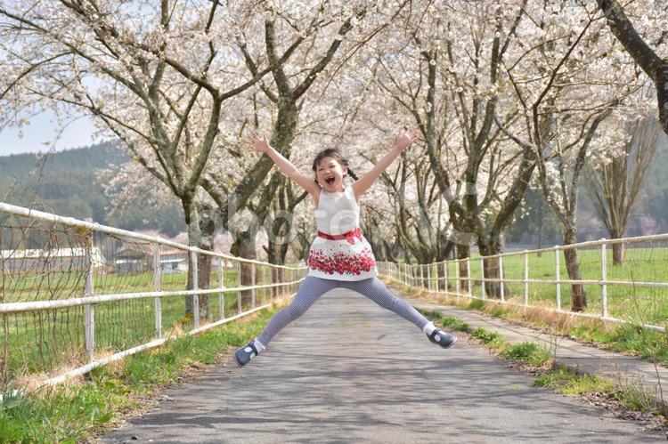 桜と、ジャンプする子供 子供,ジャンプ,桜の写真素材