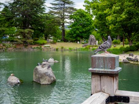 Pigeons on the railing of a bridge, park, dove, pool, JPG