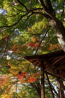 Autumn leaves beginning to change color and a gazebo, JPG