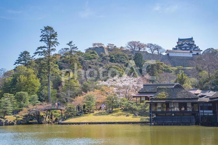 春の桜と彦根城 春,彦根城,桜の写真素材