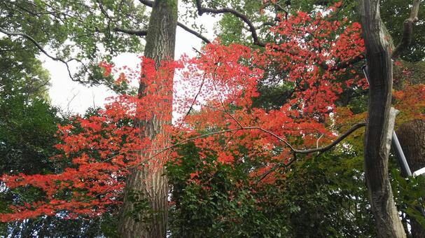 森の紅葉 森の紅葉 紅葉,森,秋の写真素材
