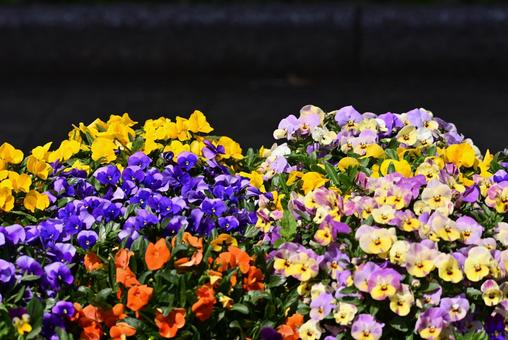 カラフルなパンジーの花 カラフルなパンジーの花の写真