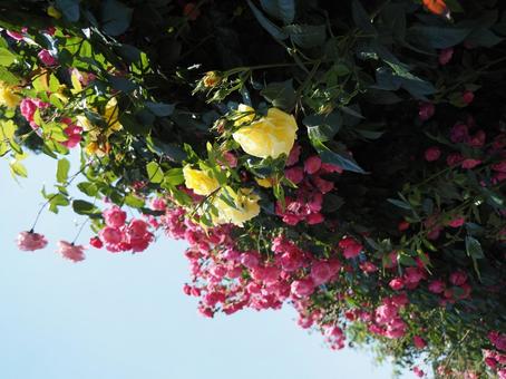 薔薇 薔薇の写真