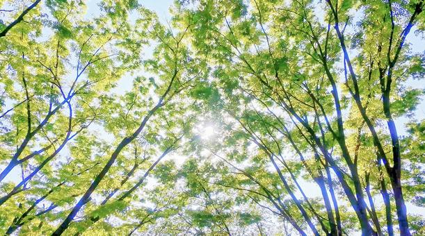 新緑の頃 新緑の頃 新緑,若葉,木の写真素材