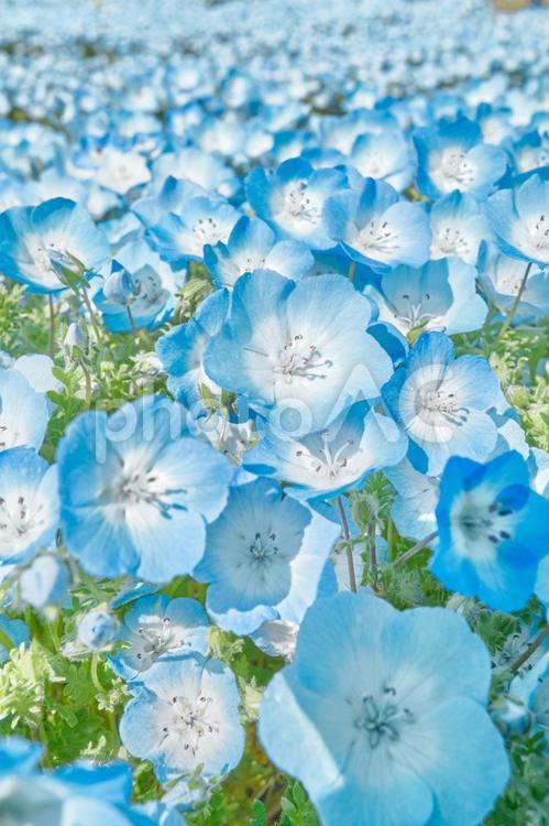 咲き誇ったネモフィラ畑 ブルー,花,4月の写真素材