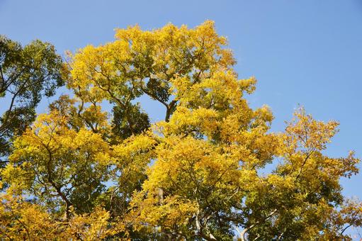欅 欅,ケヤキ,けやきの写真素材