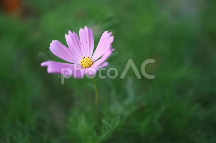 独りぼっちのコスモス コスモス,秋桜,ピンク色の写真素材