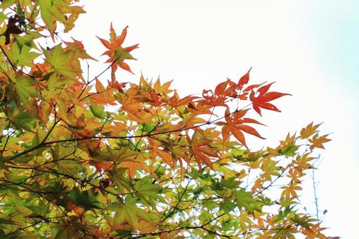 紅葉 紅葉の写真