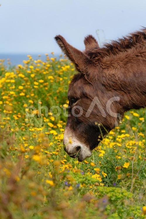馬と黄色の絨毯 馬,動物,哺乳類の写真素材