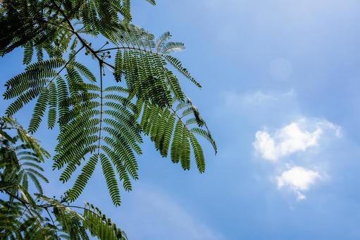 Silk tree, JPG Silk tree, JPG