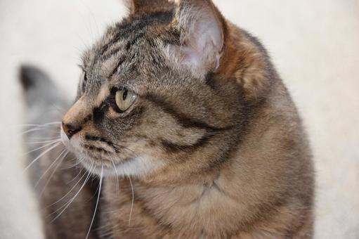 Photo, cat, thinking, seriously, 