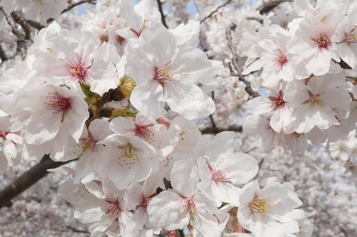 さくら さくら,サクラ,桜の写真素材