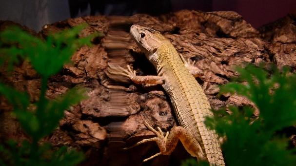 二ホンカナヘビの写真