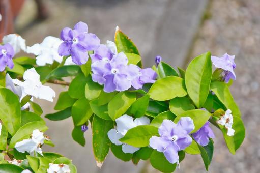 紫の花 紫の花の写真