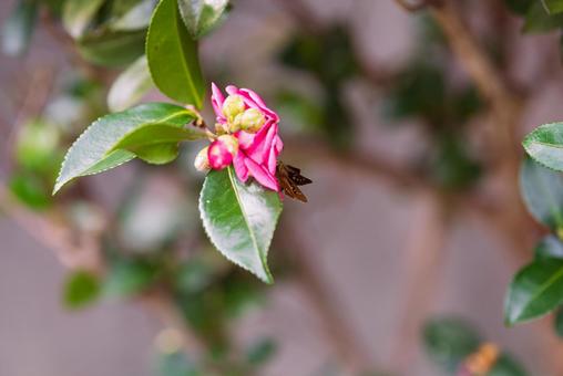 山茶花の蜜を探すチャバネセセリ 山茶花の蜜を探すチャバネセセリの写真