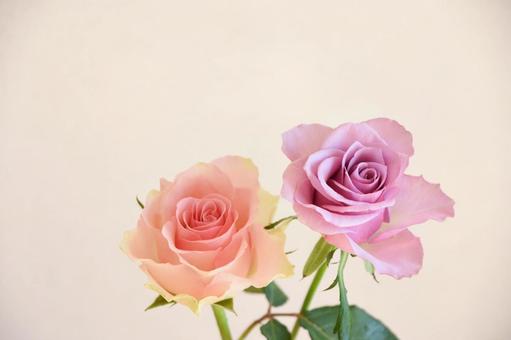 ピンクと紫のばらの写真