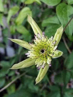 ベランダのクレマチス・ビエネッタ クレマチス,ビエネッタ,白の写真素材